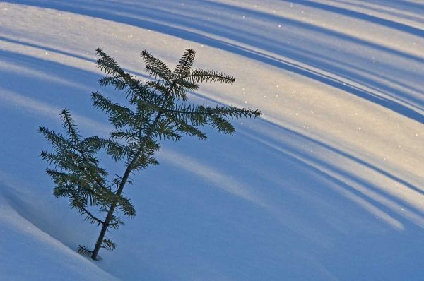 Canada, Ontario Balsam fir sapling in snow